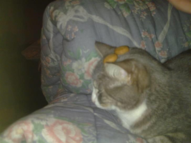 Huskat Pusling (gåde hjemme fra) - mor har lejet med pebernøder billede 9