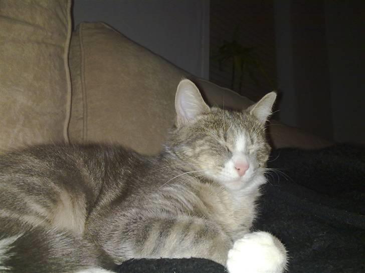 Huskat Pusling (gåde hjemme fra) - mor solen er træls ( kan man få solbriller til en smuk kat som mig) billede 10