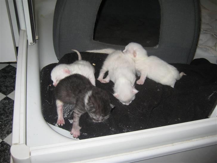 Maine Coon pigemis - mine søde og smukke killinger.. billede 12