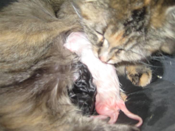 Maine Coon pigemis - Under fødslen..d. 23/2 2010 billede 13