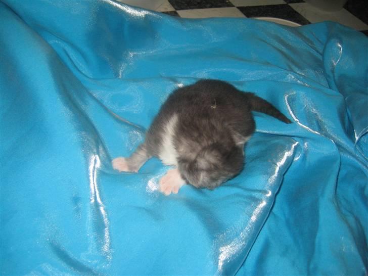 Maine Coon pigemis - fra d 6/3 billede 14