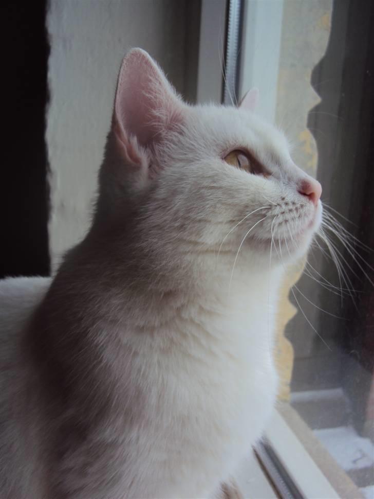 Huskat Kia - Kia´s yndlingsbeskæftigelse - at kigge ud af vinduet :) 27. Jan. 2010 billede 16