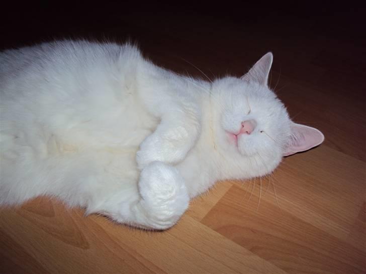 Huskat Kia - Og sådan ser vi Kia oftest, hun ligger altid sådan midt på gulvet :) 12. Jan. 2010 billede 17