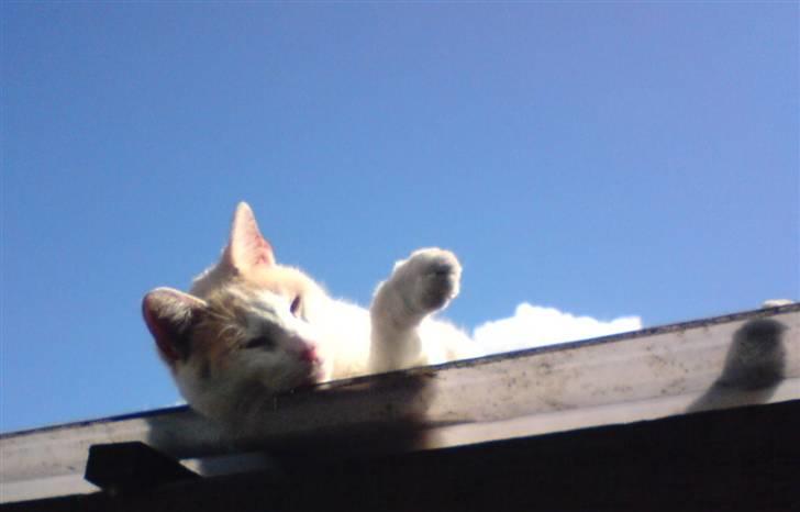 Blanding af racer Pjevs billede 9