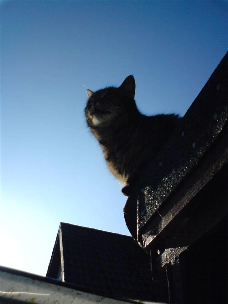 Blanding af racer Frida billede 8