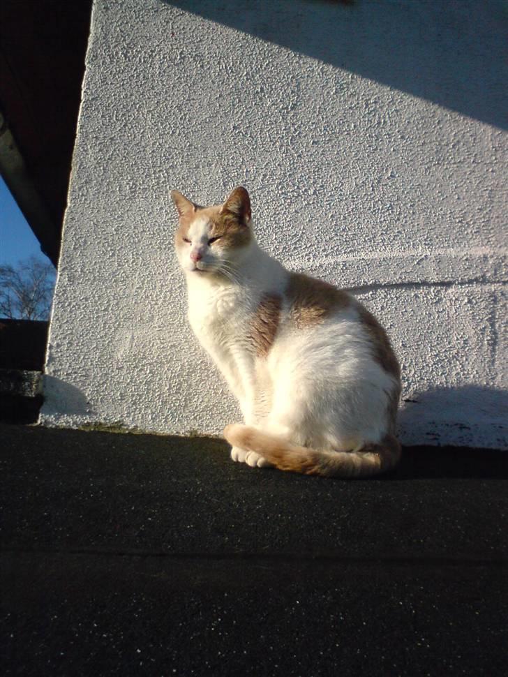 Blanding af racer garfield billede 9