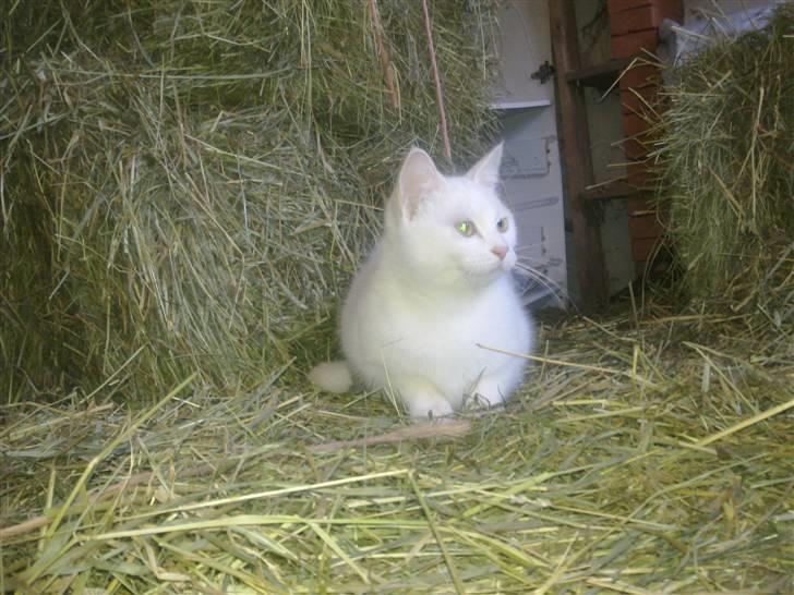 Huskat Tøsen - lige med mor i stalden.. jeg er dygtig til at fange mus :o) billede 9