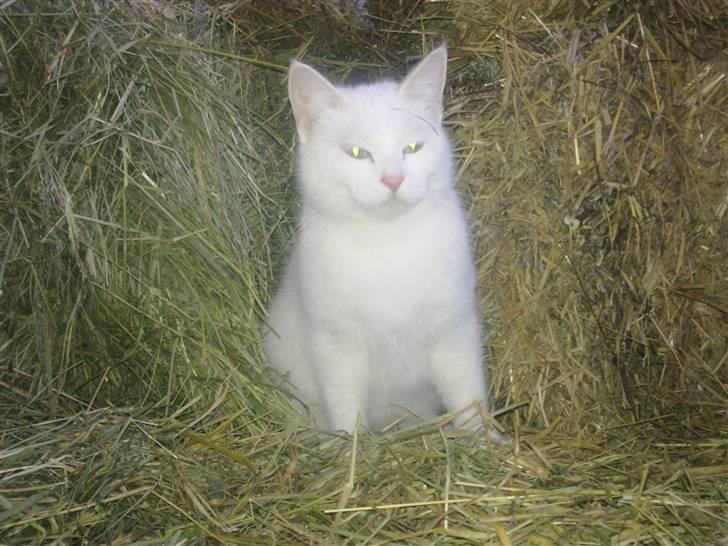 Huskat Tøsen - her sidder man dejligt :o) billede 10