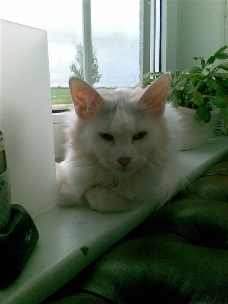 Norsk Skovkat Svear   billede 1