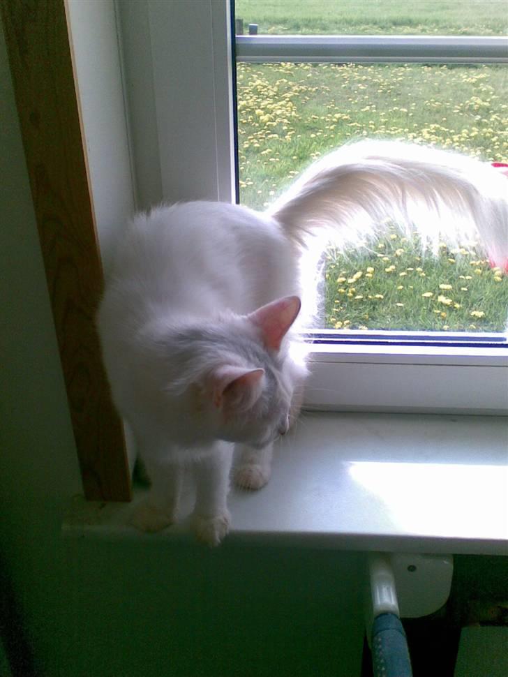 Norsk Skovkat Svear   billede 2