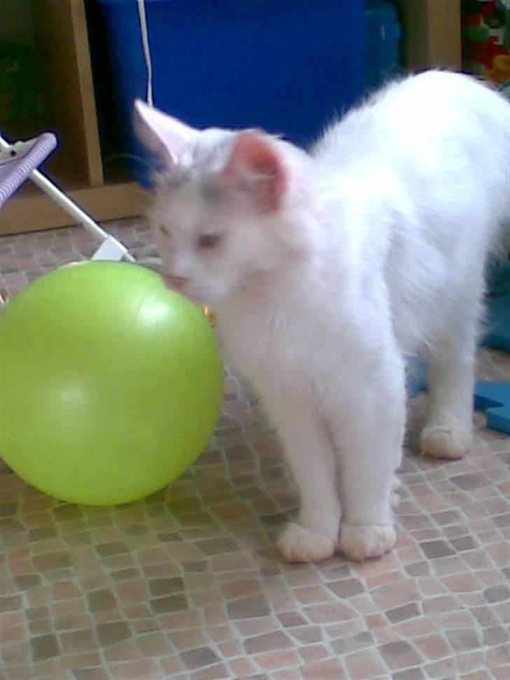 Norsk Skovkat Svear   billede 3