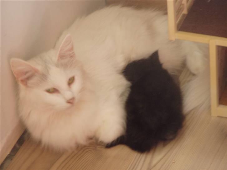 Norsk Skovkat Svear   billede 4