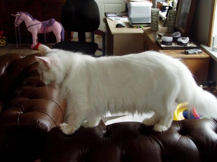 Norsk Skovkat Svear   billede 5