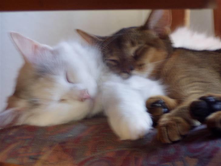 Norsk Skovkat Svear   billede 6