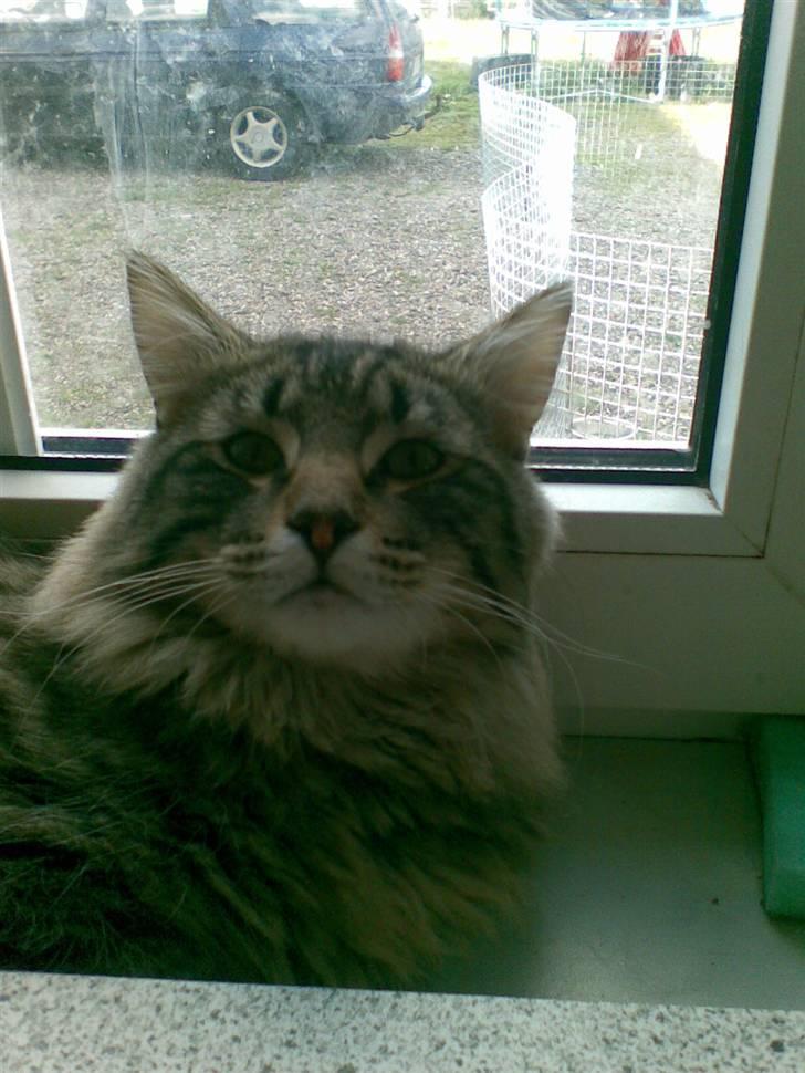 Norsk Skovkat Congo R.I.P billede 1