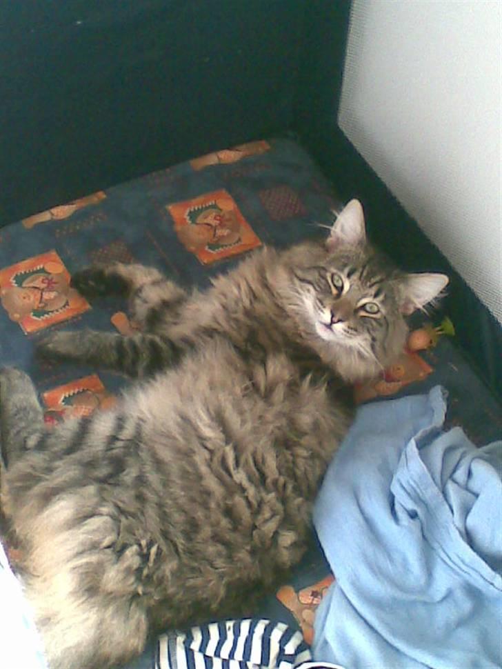 Norsk Skovkat Congo R.I.P billede 2