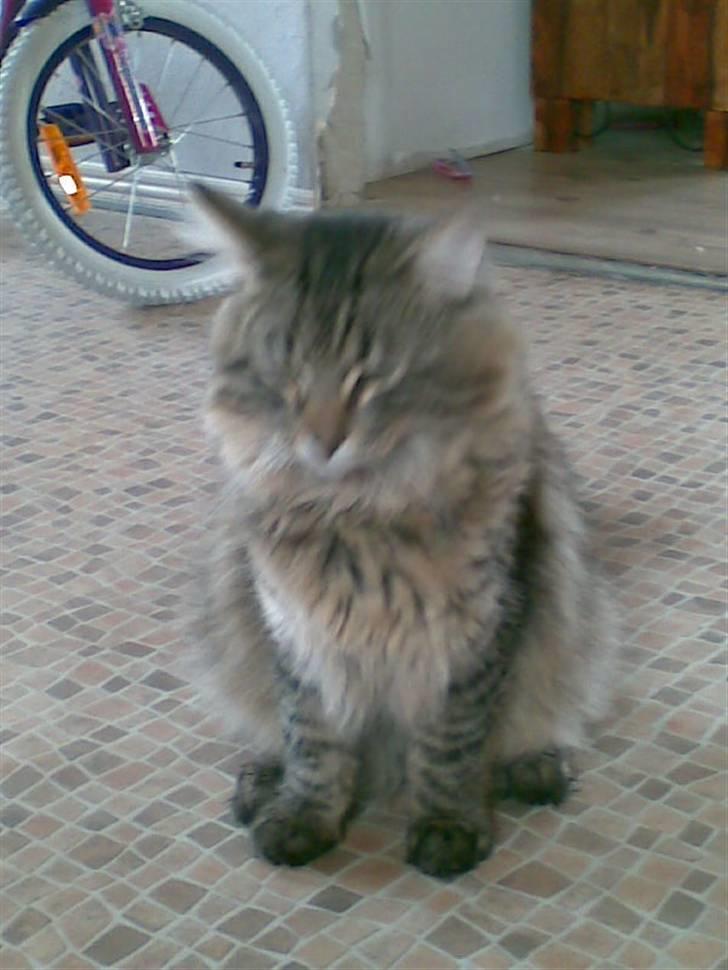 Norsk Skovkat Congo R.I.P billede 4