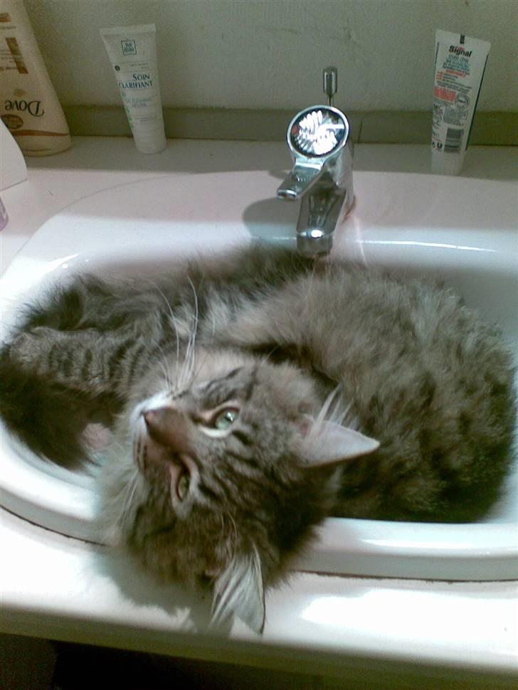 Norsk Skovkat Congo R.I.P billede 5