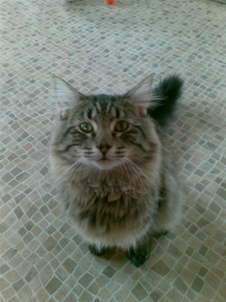 Norsk Skovkat Congo R.I.P billede 6