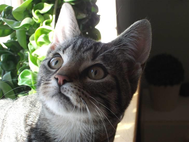 Huskat Dybdal's Zulu-Mio - Velkommen til Dybdal´s Zulu-Mio´s Profil. billede 1