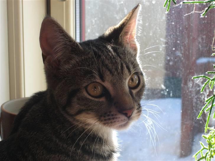 Huskat Dybdal's Zulu-Mio - Smukke Mio. billede 2