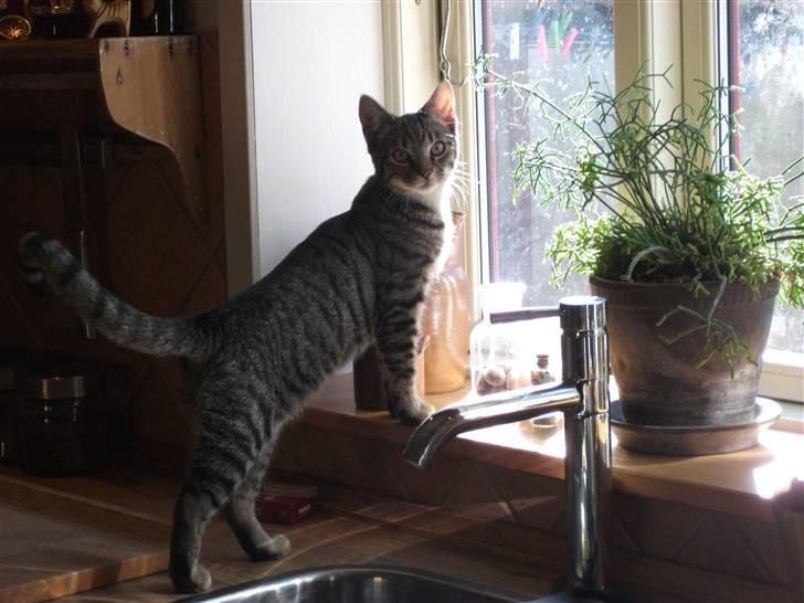 Huskat Dybdal's Zulu-Mio - smukke Mio. billede 3