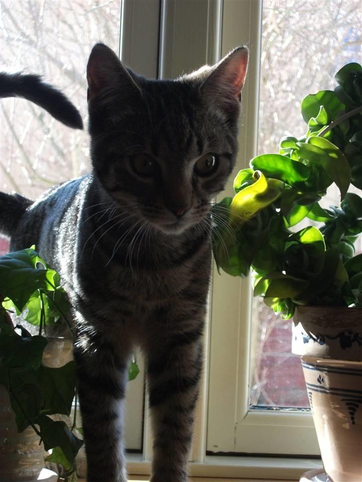 Huskat Dybdal's Zulu-Mio - Mio igen. billede 4