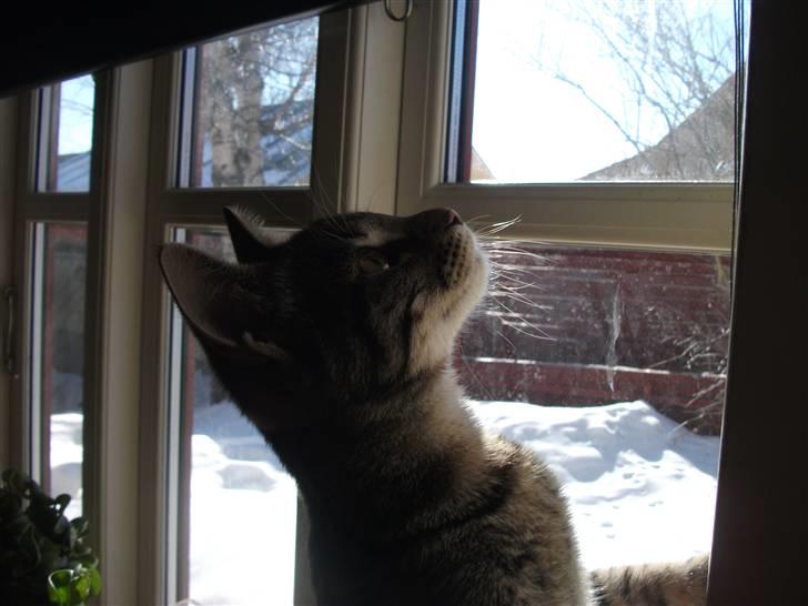 Huskat Dybdal's Zulu-Mio - Mio igen igen. billede 5