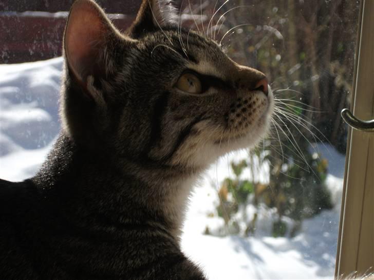 Huskat Dybdal's Zulu-Mio - Miiiio. billede 6