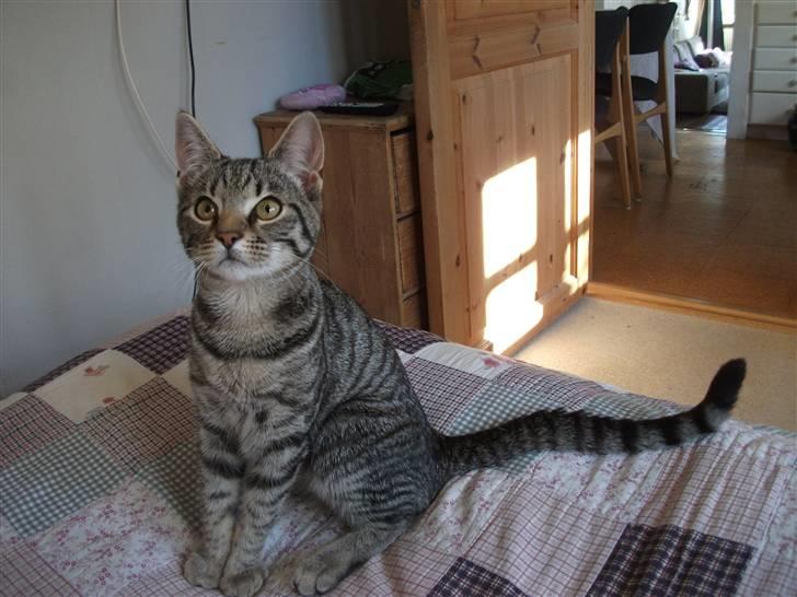 Huskat Dybdal's Zulu-Mio - Mio. billede 7