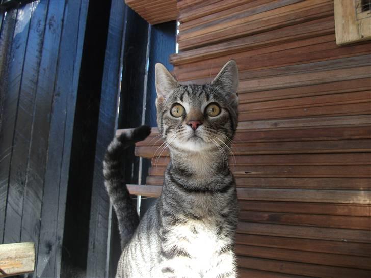 Huskat Dybdal's Zulu-Mio - Mio, udenfor. billede 8