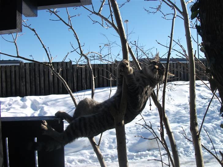 Huskat Dybdal's Zulu-Mio - Mio som leger i træer ;) billede 9