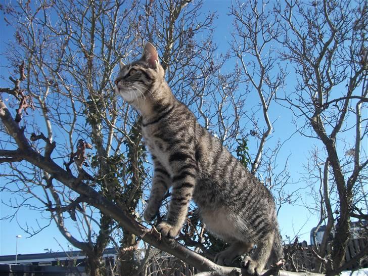 Huskat Dybdal's Zulu-Mio - smukkke mio. billede 10