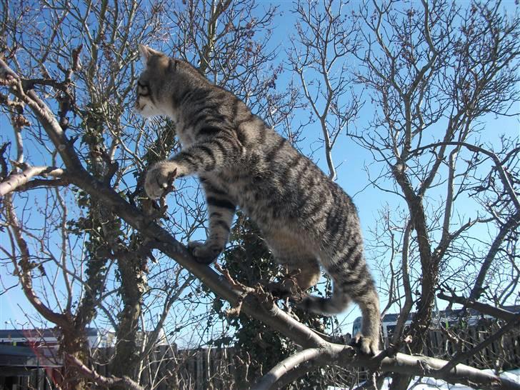 Huskat Dybdal's Zulu-Mio - smukke mio. billede 11