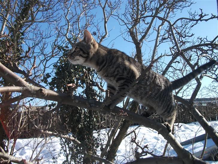 Huskat Dybdal's Zulu-Mio - smukke mio. billede 12