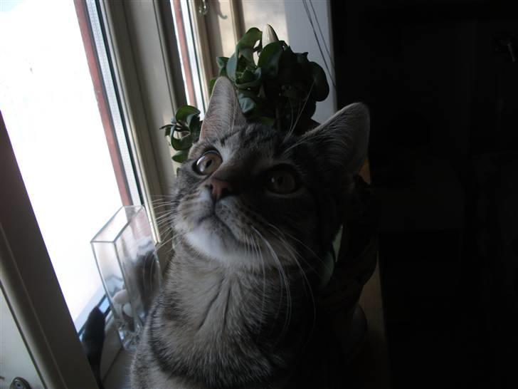 Huskat Dybdal's Zulu-Mio - Mio. billede 13