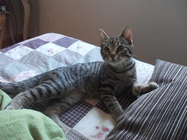 Huskat Dybdal's Zulu-Mio - mio. billede 14