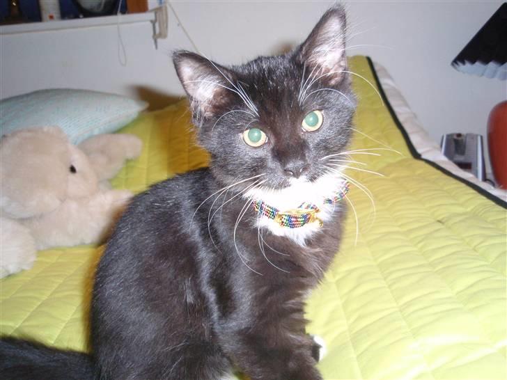 Blanding af racer freddy billede 2