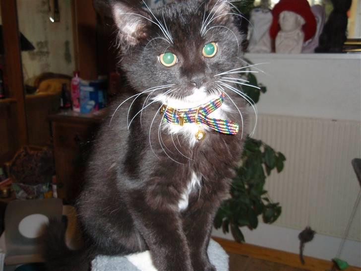 Blanding af racer freddy billede 3