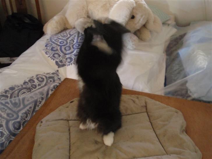 Blanding af racer freddy billede 4