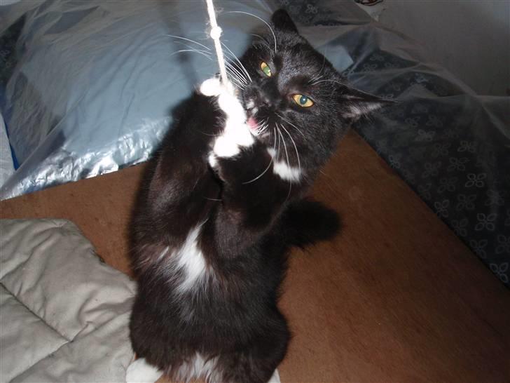 Blanding af racer freddy billede 6