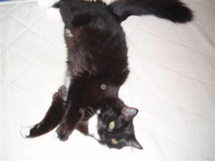 Blanding af racer freddy billede 7