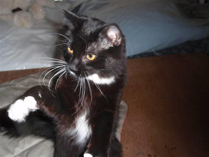 Blanding af racer freddy billede 8