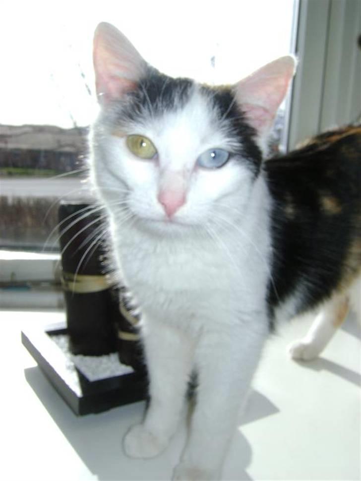 Blanding af racer Marly billede 1