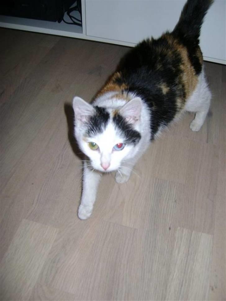 Blanding af racer Marly billede 2