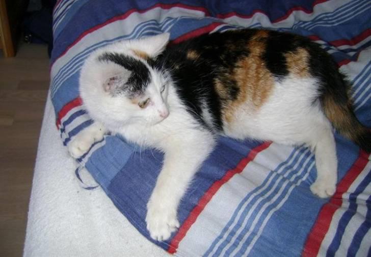 Blanding af racer Marly billede 3