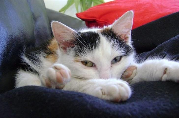 Blanding af racer Marly billede 4