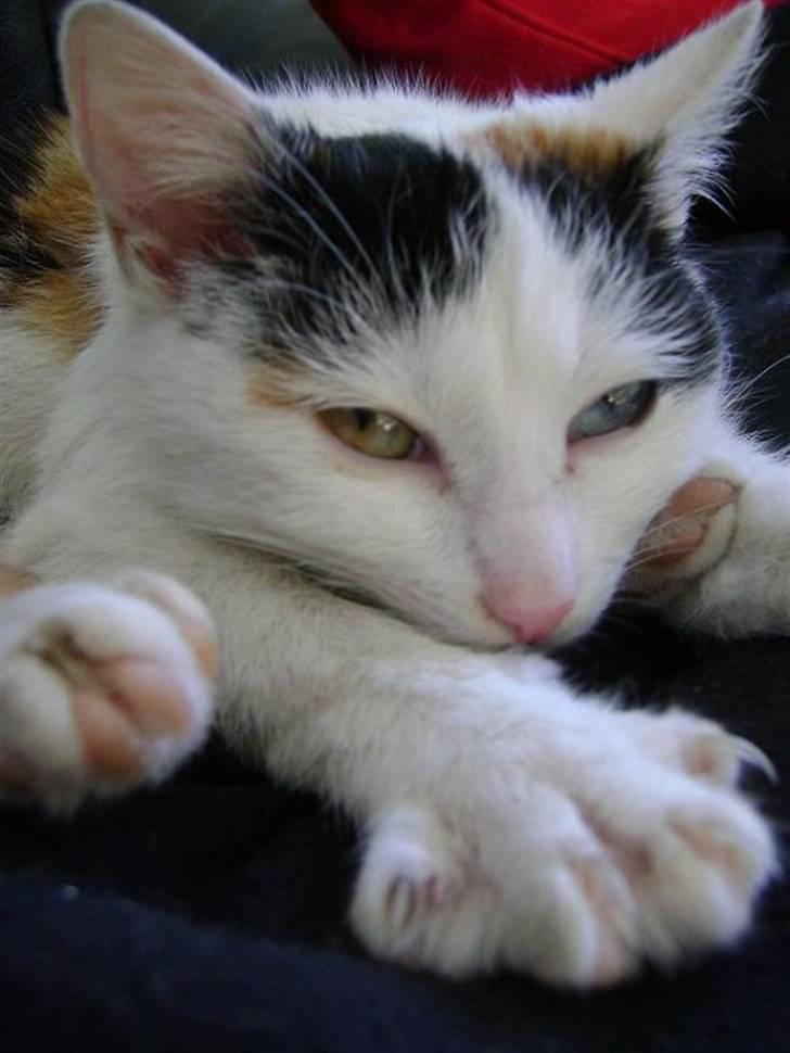 Blanding af racer Marly billede 5