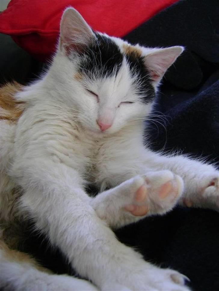 Blanding af racer Marly billede 6