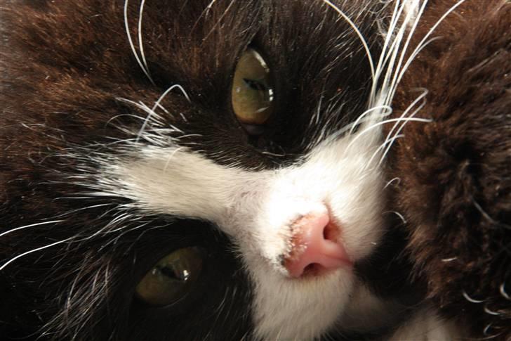 Blanding af racer Tobi R.I.P - NYT billede 14